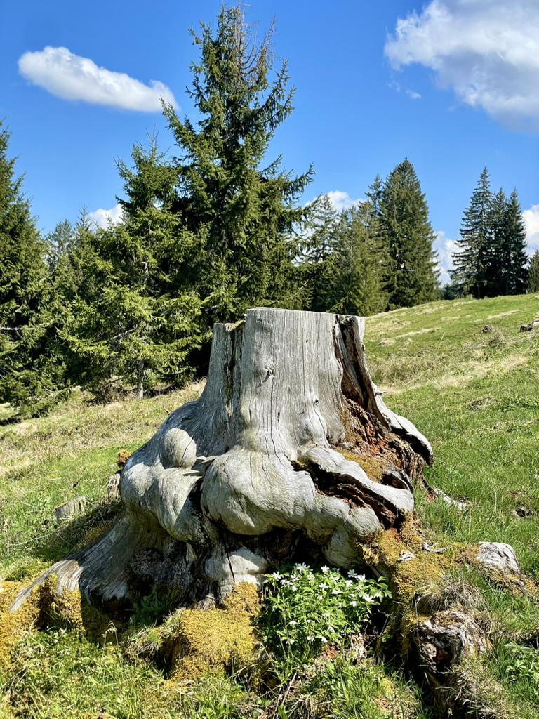 bild4.jpg